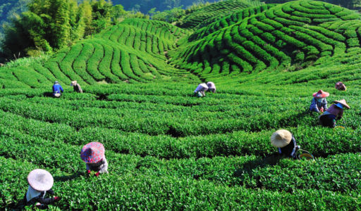 Bois Chéri Tea Plantation